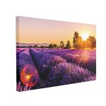 Tablou Canvas Lavanda pe Câmp